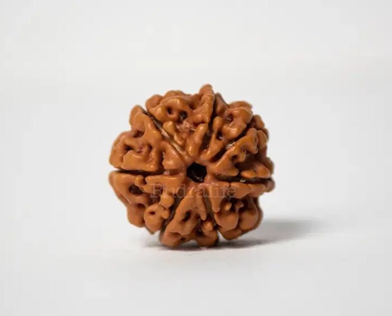 7 Mukhi Rudraksha – Mahalakshmi Abundance Bead - Agamadhara