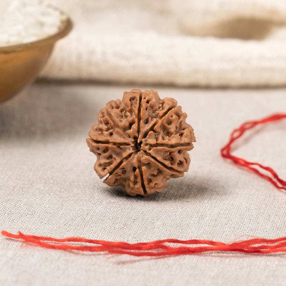Natural 8 Mukhi Rudraksha - Lord Ganesha Blessings & Obstacle Removal - Agamadhara