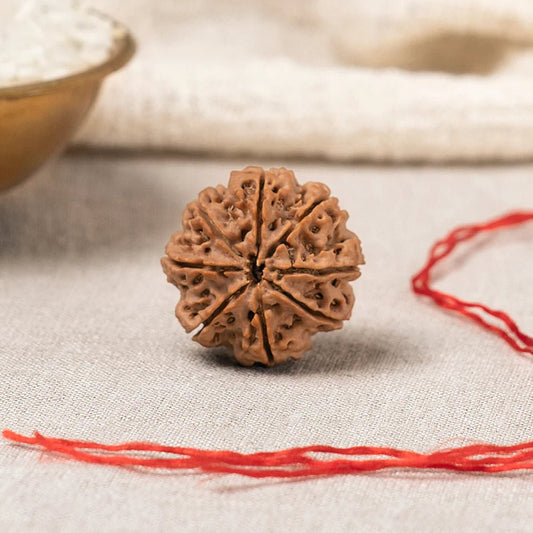 Natural 8 Mukhi Rudraksha - Lord Ganesha Blessings & Obstacle Removal - Agamadhara