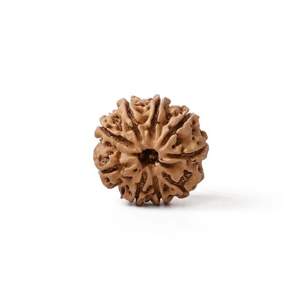 Nava Mukhi Rudraksha – Goddess Durga Energy Bead - Agamadhara