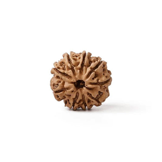 Nava Mukhi Rudraksha – Goddess Durga Energy Bead - Agamadhara